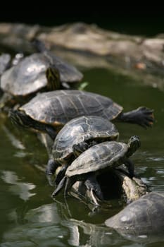 Red-eared turtles on a tree trunk