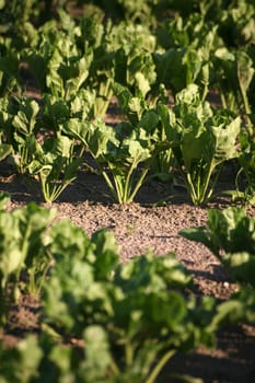 Sugar beet cultivation