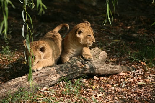 Young animal