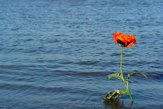 Flower with great thirst -)