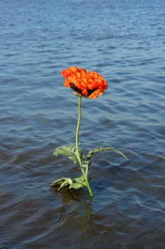 Flowers need water,don't they? -)