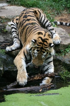 Siberian tiger