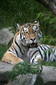 Siberian tiger