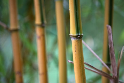 Bamboo bushes
