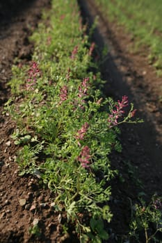 Flowering carrot plants