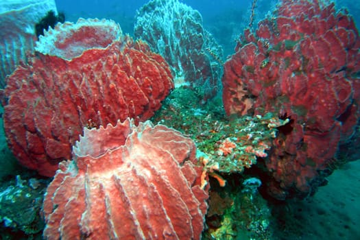 I photographed these vase sponges,which are about 2 meters tall,in North Bali. They filter the water. The colors are easy to see how far the flash light reaches.