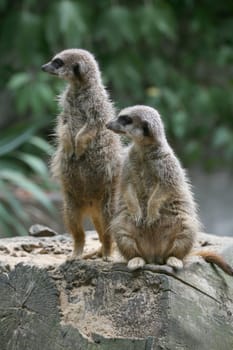 Cute but dangerous predators