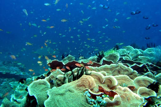 IN THE SEA