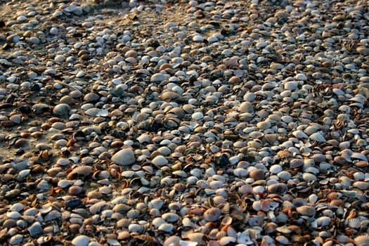 Mussels