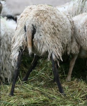 Feeding a flock of sheep