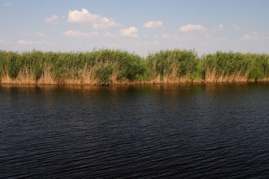 reeds 5