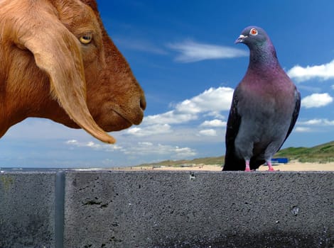 No... I also didn't know until recently that goats eat pigeons -)