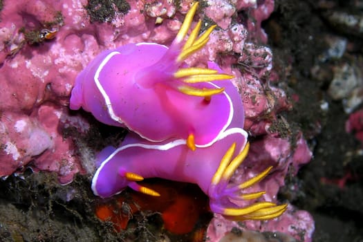 Photographed in Bali