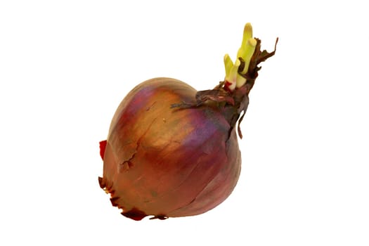 Vegetable onion