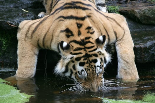 Drinking Siberian tiger
