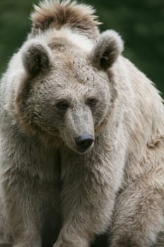 Syrian brown bear