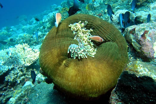 NEMO'S GUEST
