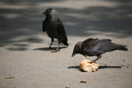 Jackdaw with captured bread roll
