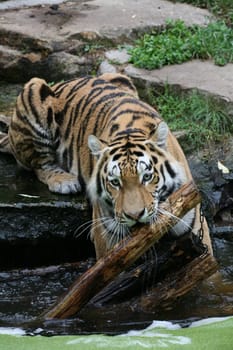Siberian tiger