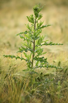 Cirsium arvense