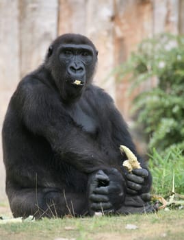 Gorilla gorilla