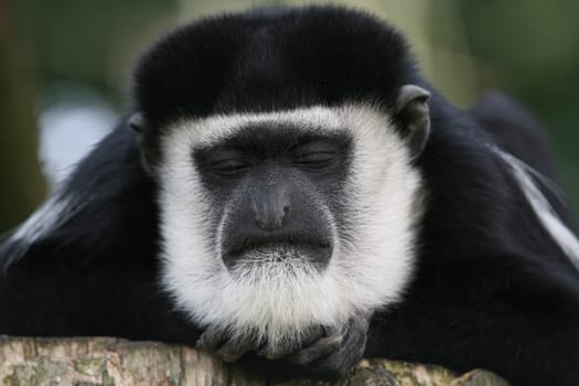 Colobus guereza