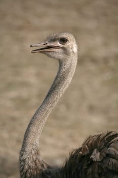 Ostrich