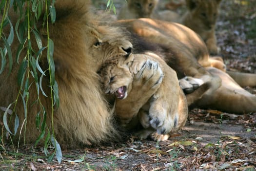 Dad was a bit annoyed by his son and tackles a little harder here
