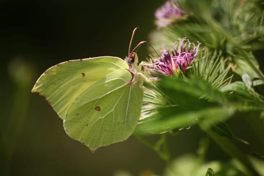 Gonepteryx rhamni on a thistle