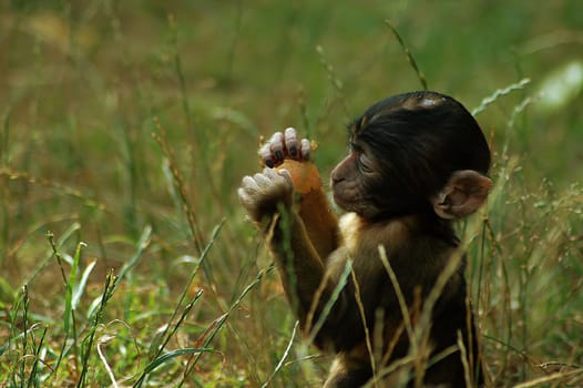 Once again a monkey picture...!