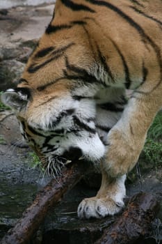 Siberian tiger
