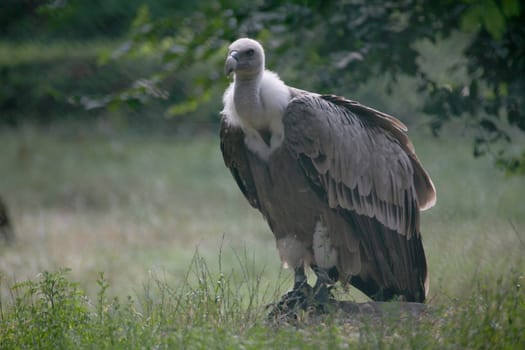 fulvus