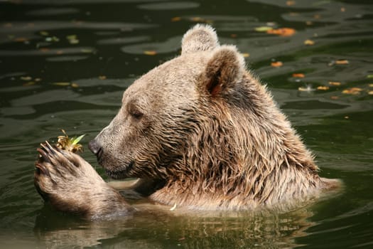 Syrian brown bear