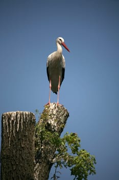 White stork