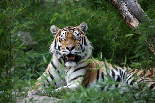 Siberian tiger