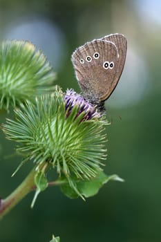The moth is also called a chimney sweep