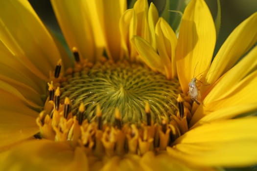 Sunflower