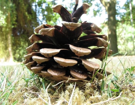 Fir cone