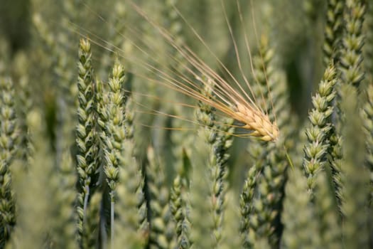 Ripe ears of barley in a still green wheat field