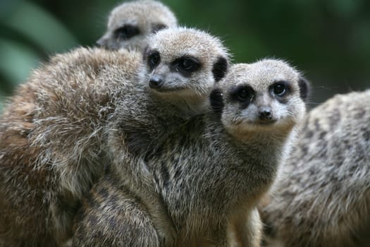 Cute but dangerous predators