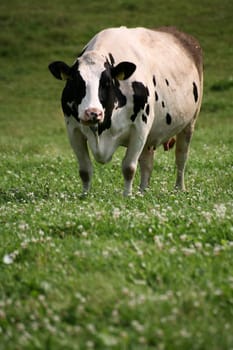 Cow in a pasture