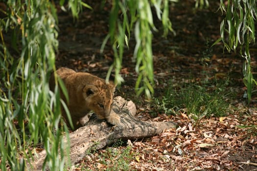 Young animal
