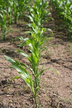 Young corn plants