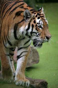 Siberian tiger
