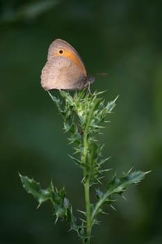 One of our most common butterflies
