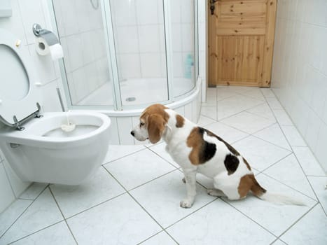 Hygiene