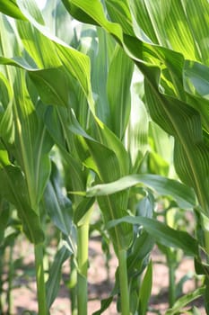 Young corn plants