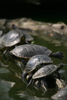 Red-eared turtles on a tree trunk