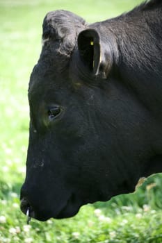 Only oxen wear nose piercings... -))
