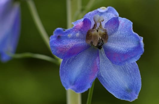 Larkspur